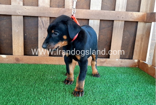 --doberman-35_3