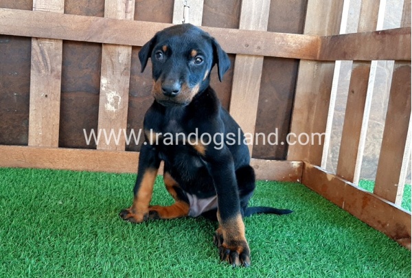 --doberman-35_4