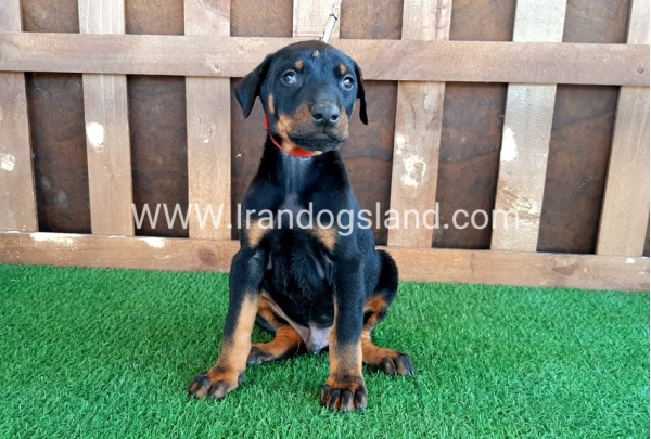 --doberman-35_5