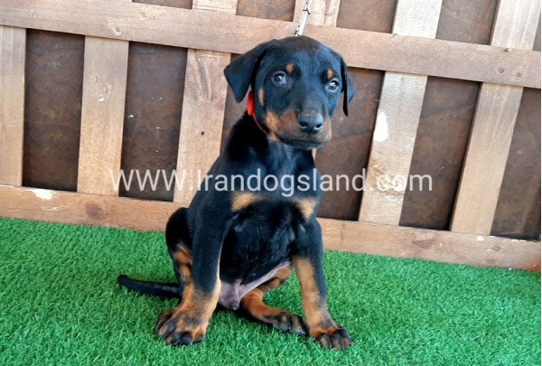 --doberman-35_6