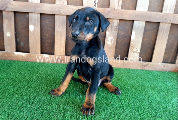 --doberman-35_7