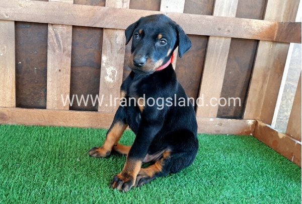 --doberman-35_8