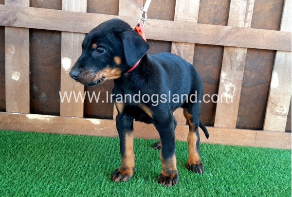 --doberman-35_9