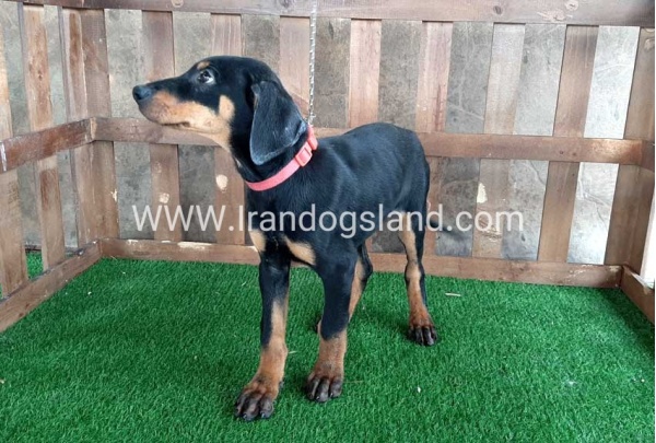 --doberman-36_1