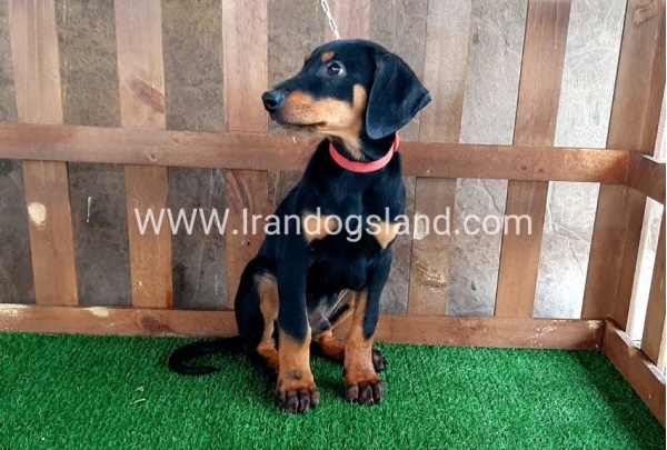 --doberman-36_10