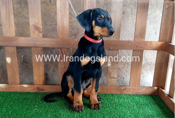 --doberman-36_11