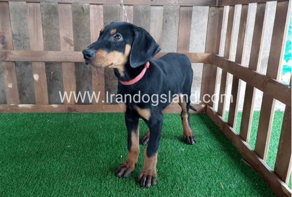 --doberman-36_2