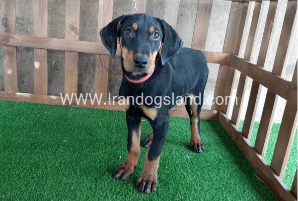 --doberman-36_3