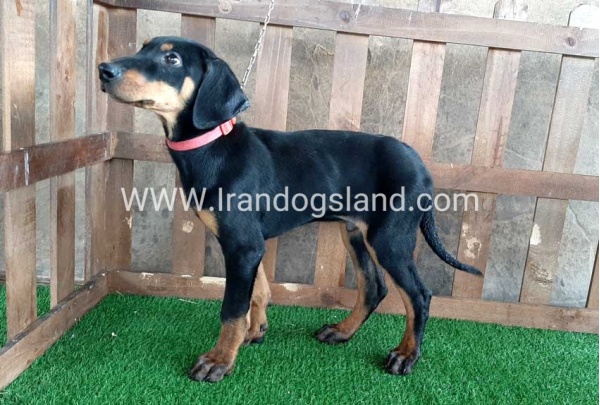 --doberman-36_4