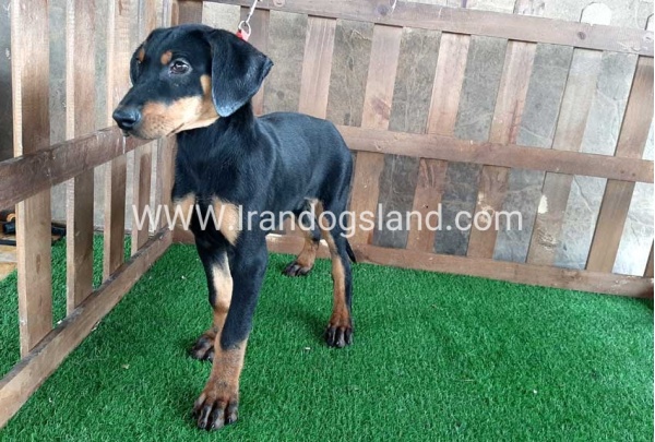 --doberman-36_5