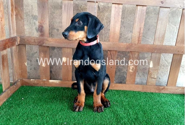 --doberman-36_6