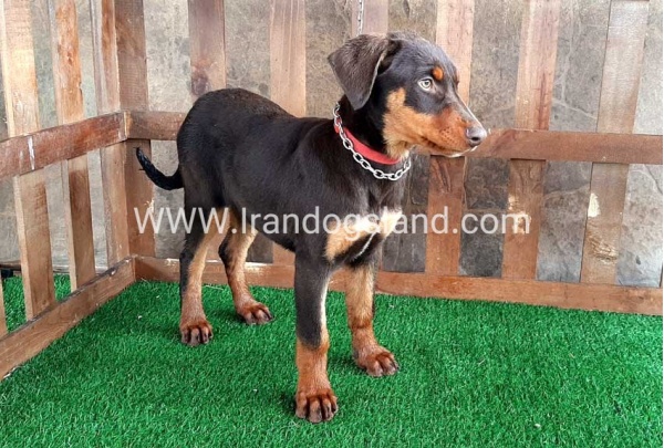 --doberman-37_10
