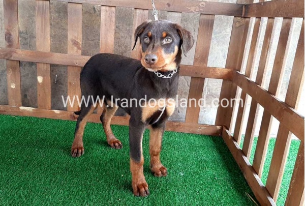 --doberman-37_11