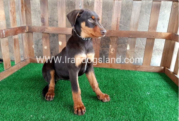 --doberman-37_12