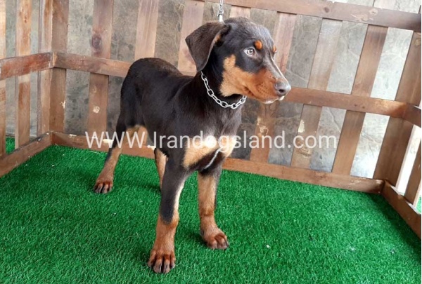 --doberman-37_2