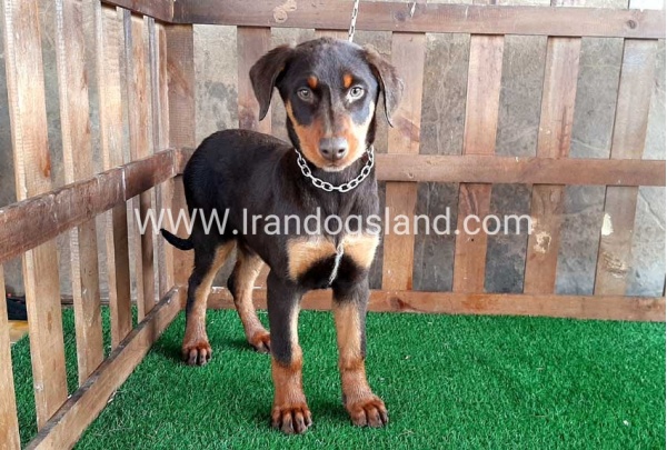 --doberman-37_4
