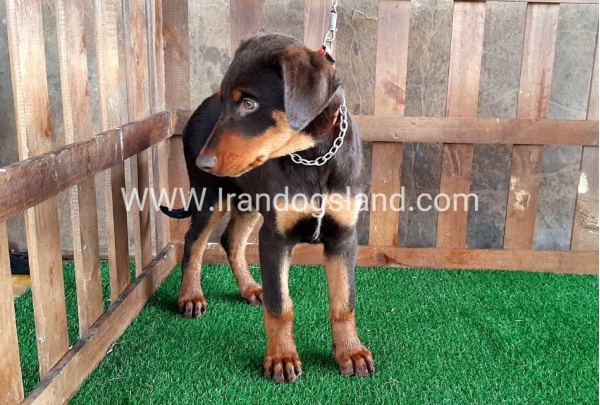 --doberman-37_5
