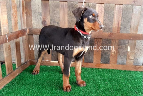 --doberman-37_6