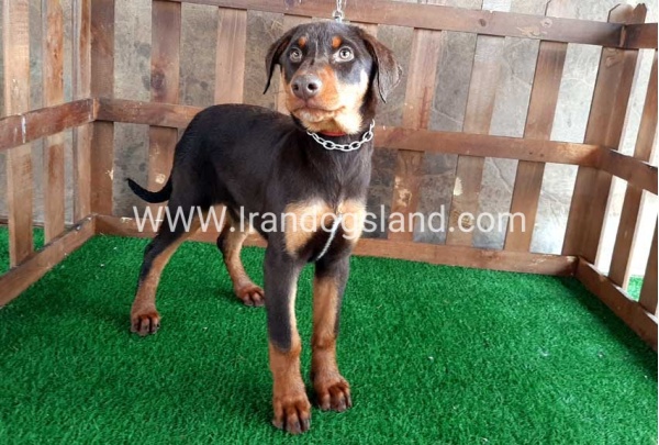 --doberman-37_8