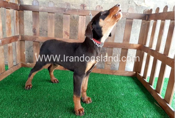 --doberman-37_9