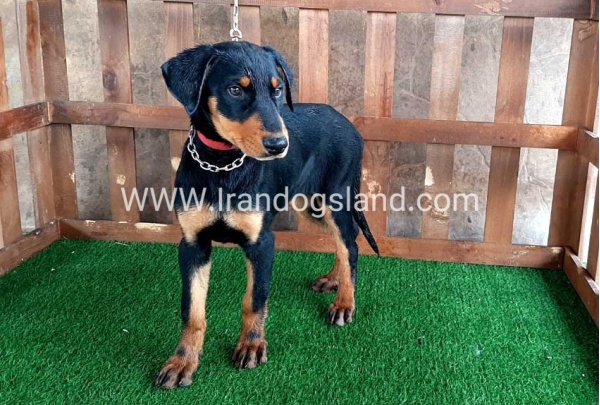 --doberman-38_10