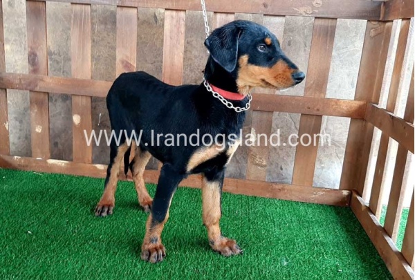 --doberman-38_11