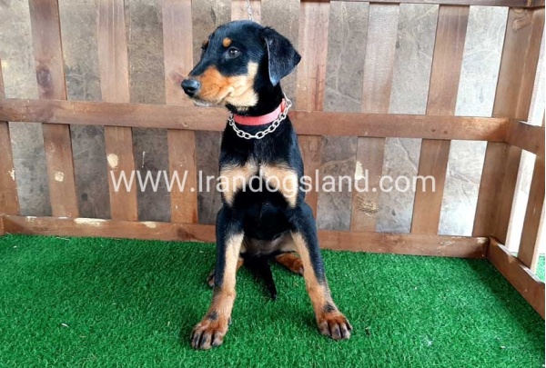 --doberman-38_2
