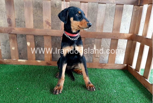 --doberman-38_4