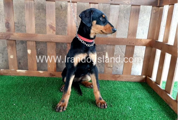 --doberman-38_5