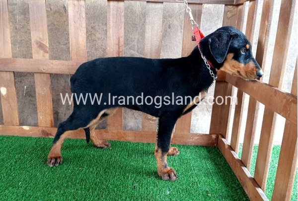 --doberman-38_6