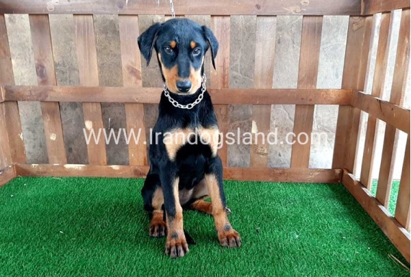 --doberman-38_7
