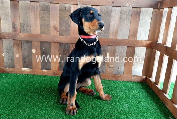 --doberman-38_9