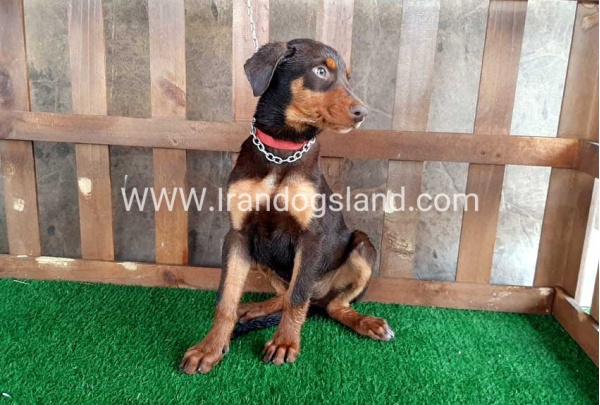 --doberman-39_1