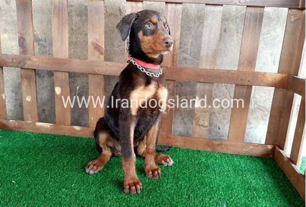 --doberman-39_2