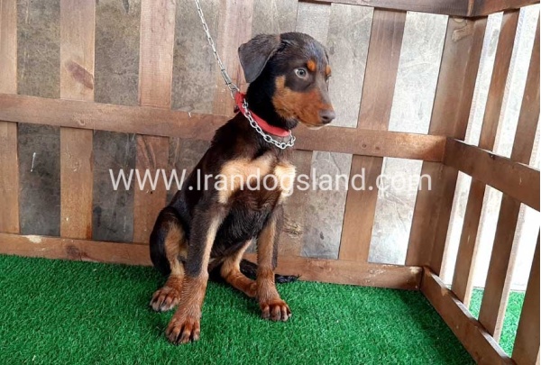 --doberman-39_3