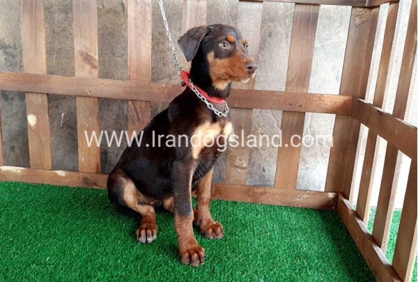 --doberman-39_4