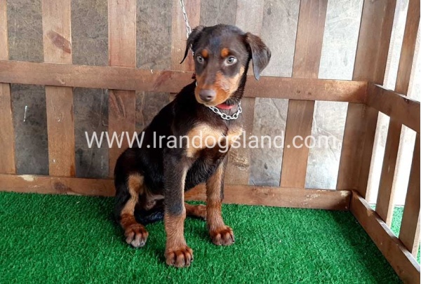 --doberman-39_6