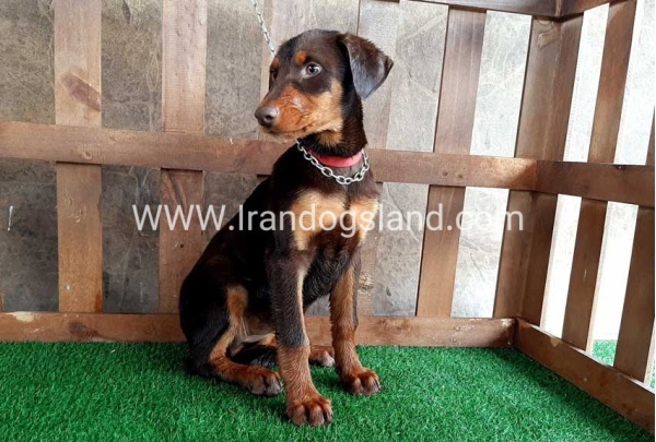 --doberman-39_8