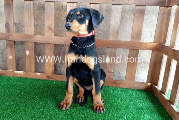 --doberman-40_10