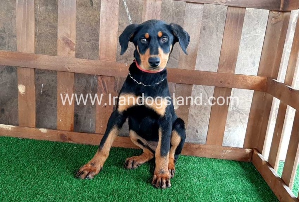 --doberman-40_11