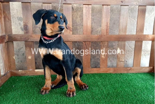 --doberman-40_2