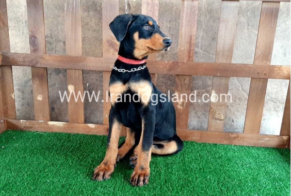 --doberman-40_5