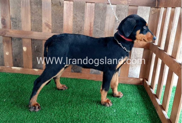 --doberman-40_8