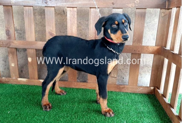 --doberman-40_9