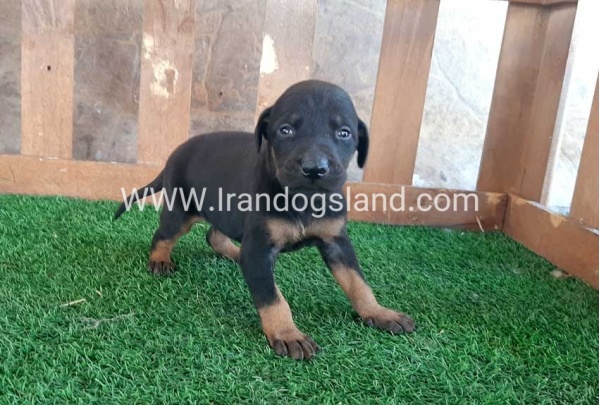--doberman-41_10