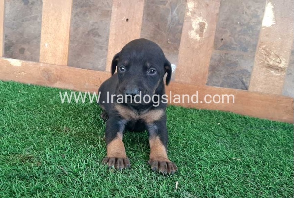 --doberman-41_12