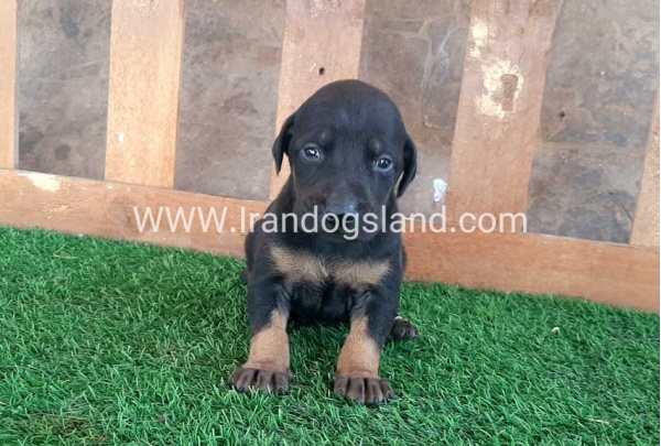 --doberman-41_13