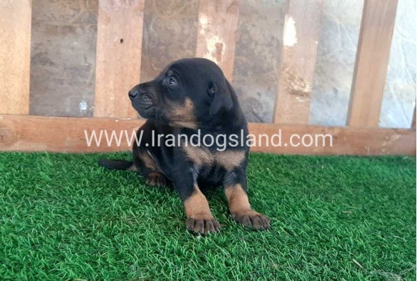 --doberman-41_14