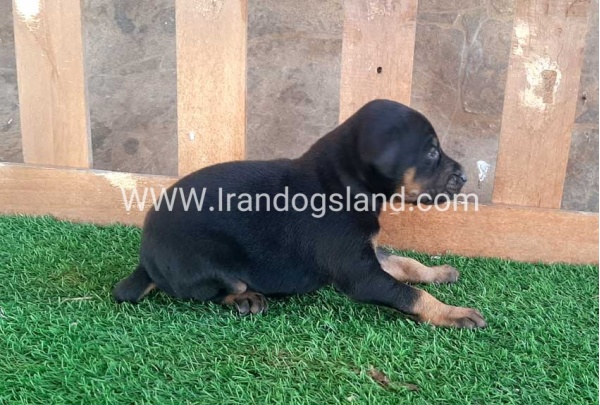 --doberman-41_2