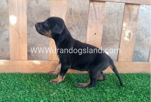 --doberman-41_3